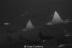 Eagle Rays Cancun by Juan Cardona 